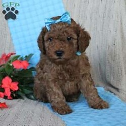 Braden/Mini Goldendoodle									Puppy/Male	/6 Weeks,Looking for a lovable Mini Goldendoodle baby with a gentle heart and playful spirit? You need to meed Braden! This little cutie is up to date on shorts and dewormer and vet checked! The mother Betty is a Mini Goldendoodle and the father Reno is a Mini Poodle. If you are searching for a well socialized puppy to snuggle and love contact us today!