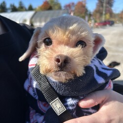 Adopt a dog:Angel/Miniature Poodle/Female/Adult,10/14/24:
Foster to adopt home needed! 

Everyone meet Angel! She is a Mini Poodle/Maltese mix about 4 years old and 9#.  She came to us just a few days ago from a hoarding case in Oswego County. A friend has been getting dogs out of the home a few at a time over the past several months and recently reached out for help. We have been able to get 6 out so far and will help to save more as they become available.  Several of the dogs were severely matted and had feces, urine and fleas tangled in their fur. All were covered in hundreds of fleas and packed in flea dirt. Through it all, they are very sweet and gentle souls who just want to be be loved. 

Due to their circumstance, all will need work on training and housebreaking as well as confidence building. They will need patience and love. We have been able to get all groomed with the the help of local groomers volunteering their skills and have got their veterinary exams,  vaccines, flea treatment, dewormimg and labwork done at our veterinarian. They will all be soayed/neutered prior to adoption.

Due to their size and acivity level, foster to adopt requirements are:

•Living within 80 miles of Adams, NY to continue their vetting as needed in the upcoming weeks.
•Having previous/current pets in annually at a local veterinary office and up to date on vaccines as well as spay/neutered. 
•They should do fine with dogs and cats in the home 
•Homes with small dog savy children over 10 years old should be ok since they are nervous around gast movement and loud noises at this time.
•Willing to have current dogs/family members come to a meet and greet to meet the pet and be sure they are an acceptable match.
•Having time available to care for, socialize and start training of a new pet.

An adoption donation of  $400 is being asked, if you decide to adopt, but fostering is free!! They had their vet check, are current on vaccines, intestinal, heartworm and external parasite treatment. All will be spay/neutered prior to adoption.

Apply to adopt today! https://form.jotform.com/Meowchatz/pet-adoption-application-form