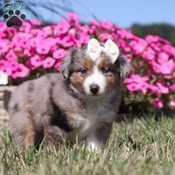 Sugar/Miniature Australian Shepherd									Puppy/Female	/11 Weeks,Meet Sugar, an adorable and lively AKC Australian Shepherd with a striking blue merle coat and bright, intelligent eyes. Her beauty is matched by her confident and cheerful personality, making her truly one-of-a-kind. Her friendly, outgoing nature lights up any room, and her enthusiasm is contagious. She’s growing up surrounded by love and receiving lots of attention, ensuring she’ll adapt smoothly to her new home. Her Mama, Candy is a sweet 18 lb Aussie with a heart of gold, while her dad, Dallas, is a 30 lb adventurous and intelligent Aussie. Sugar comes to her new family with a completed vet exam, up-to-date on vaccines and deworming, microchipped, and backed by a one-year genetic health guarantee. AKC registration paperwork is also included. For more information or to schedule a visit, call us anytime Monday through Saturday. -Wes & Karen Miller 