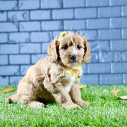 Sophie/Cavapoo									Puppy/Female	/7 Weeks,Sophie is a stunning female Cavapoo that perfectly captures the essence of friendliness and charm. With her beautiful red coat, she stands out in any crowd.