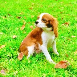 Sophie/Cavapoo									Puppy/Female	/7 Weeks,Sophie is a stunning female Cavapoo that perfectly captures the essence of friendliness and charm. With her beautiful red coat, she stands out in any crowd.