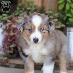 Sugar/Miniature Australian Shepherd									Puppy/Female	/11 Weeks,Meet Sugar, an adorable and lively AKC Australian Shepherd with a striking blue merle coat and bright, intelligent eyes. Her beauty is matched by her confident and cheerful personality, making her truly one-of-a-kind. Her friendly, outgoing nature lights up any room, and her enthusiasm is contagious. She’s growing up surrounded by love and receiving lots of attention, ensuring she’ll adapt smoothly to her new home. Her Mama, Candy is a sweet 18 lb Aussie with a heart of gold, while her dad, Dallas, is a 30 lb adventurous and intelligent Aussie. Sugar comes to her new family with a completed vet exam, up-to-date on vaccines and deworming, microchipped, and backed by a one-year genetic health guarantee. AKC registration paperwork is also included. For more information or to schedule a visit, call us anytime Monday through Saturday. -Wes & Karen Miller 