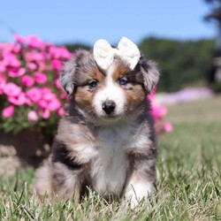 Sugar/Miniature Australian Shepherd									Puppy/Female	/11 Weeks,Meet Sugar, an adorable and lively AKC Australian Shepherd with a striking blue merle coat and bright, intelligent eyes. Her beauty is matched by her confident and cheerful personality, making her truly one-of-a-kind. Her friendly, outgoing nature lights up any room, and her enthusiasm is contagious. She’s growing up surrounded by love and receiving lots of attention, ensuring she’ll adapt smoothly to her new home. Her Mama, Candy is a sweet 18 lb Aussie with a heart of gold, while her dad, Dallas, is a 30 lb adventurous and intelligent Aussie. Sugar comes to her new family with a completed vet exam, up-to-date on vaccines and deworming, microchipped, and backed by a one-year genetic health guarantee. AKC registration paperwork is also included. For more information or to schedule a visit, call us anytime Monday through Saturday. -Wes & Karen Miller 