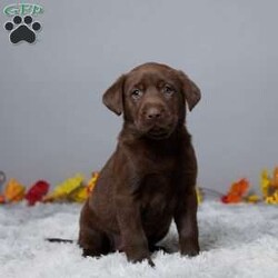 Crystal/Chocolate Labrador Retriever									Puppy/Female	/8 Weeks,Meet Crystal, a sweet and friendly Labrador Retriever who’s ready to become a part of your family! Raised with lots of love, Crystal is a wonderful companion who adores people and enjoys being around children. She’s vet checked, microchipped, and up to date on her vaccines and dewormer, so she’s all set for her new home. Crystal is always up for an adventure or just a cozy cuddle. If you’re looking for a loyal friend who will fill your home with joy, Crystal is the perfect match. Come meet her today and make her a part of your family!