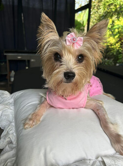 Twinkie/Yorkshire Terrier/Female/Young