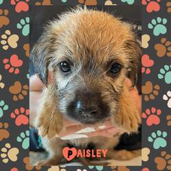 Paisley/Yorkshire Terrier/Female/Young