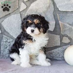 Trucker/Cavachon									Puppy/Male	/9 Weeks,This little guy will stick by you through anything! With his fluffy coat and friendly loving ways you’ll have hours of fun together!