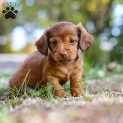 Kane/Dachshund									Puppy/Male	/7 Weeks,Meet Kane! He is an incredibly sweet and loveable AKC registered Miniature Dachshund puppy. He loves if someone spends time to play with him or gives him belly rubs. Dachshunds make wonderful family pets, they are known for their lively and courageous nature, they are often described as intelligent, curious and independent dogs. We hope to find a family that will love Kane as much as we do!