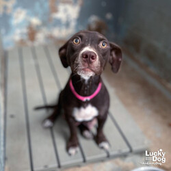 Adopt a dog:Neroli/Terrier/Female/Young,Please contact Jodi Rosenberg (jodi.rosenberg@luckydoganimalrescue.org) for more information about this pet.Adorable girl, looking for her forever home Neroli NEEDS A FOSTER OR FOREVER HOME!!!!
Name: Neroli Best Guess for Breed: Terrier/Lab
Best Guess for Age: 2 years as of October 2024 Gender: female
Approximate Weight: Coming soon!
Along With: Other dogs! We haven't seen her with kids or cats but she can be tested.
Currently Living At: SHELTER. She needs a foster or forever home.
Special Adoption Considerations: Neroli is heartworm positive, but this Lucky Dog got extra lucky! This pup is part of a groundbreaking study we are conducting at our South Carolina Rescue Campus that has the potential to change the way shelters across the United States treat heartworm positive dogs. All dogs in the study are placed at random in either the 2 shot or 3 shot protocol with strictly monitored protocols in place. Four weeks following their final injection, the pups are eligible to transport to the DC area for placement in foster or adoptive care. After treatment concludes, we work with adopters to arrange a free follow up heartworm test after 6 months, followed by a second test at 9 months. We are happy to discuss this treatment and which phase of the study this Lucky Dog is in right now! email the adoption coordinator - the address is at lower left!
Neroli is Looking For:Neroli looking for a family who can provide her with the love she deserves, regular exercise, and plenty of playtime. She might enjoy a game of fetch or a good snuggle on the sofa. Can't you see this beautiful girl in your life?
What My Foster Says About Me: Coming soon!
Lucky Dog cannot guarantee any dog is housebroken. All of our dogs are working on their crate training.
TO ADOPT: The adoption fee for this dog is $475, which includes the cost of routine vetting, including vaccinations, spay/neuter, and heartworm treatment. If you are interested in adopting, please complete the Adoption Questionnaire online at bit.ly/adoptaluckydog
Lucky Dog Animal Rescue does our best to provide accurate information about the dogs we have for adoption. That said, we cannot make any guarantees about age, breed or temperament.
Thank you for contacting Lucky Dog Animal Rescue and helping to save a life! Please visit us online at www.luckydoganimalrescue.org.
BE A FOSTER!!! Fosters make it possible for Lucky Dog Animal Rescue to save and care for homeless and abandoned dogs! To learn about fostering, please contact fostering@luckydoganimalrescue.org!
BE A SPONSOR!!!! Sponsors help Lucky Dog support the many dogs we save. To learn more about sponsorship, please contact info@luckydoganimalrescue.org.