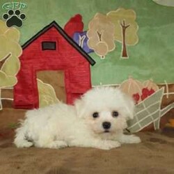 Wonder/Bichon Frise									Puppy/Female	/9 Weeks,Say hello to this ACA registerable Bichon Frise puppy who is started on potty training and crate training.  This little social butterfly will not have any health issues that will adversely affect their health because both parents are DNA Tested to be sure they don’t pass on any health issues. Each pup in this litter is up to date on shots and dewormer and vet checked! We offer the option for microchipping and a 1 Year Genetic Health Guarantee! The mother Taylor is a 10lb Bichon who loves attention and the sire Gordy weighs 10lbs and is very smart. If you are looking for a well socialized little Bichon to snuggle and love contact us today! 