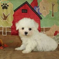 Wonder/Bichon Frise									Puppy/Female	/9 Weeks,Say hello to this ACA registerable Bichon Frise puppy who is started on potty training and crate training.  This little social butterfly will not have any health issues that will adversely affect their health because both parents are DNA Tested to be sure they don’t pass on any health issues. Each pup in this litter is up to date on shots and dewormer and vet checked! We offer the option for microchipping and a 1 Year Genetic Health Guarantee! The mother Taylor is a 10lb Bichon who loves attention and the sire Gordy weighs 10lbs and is very smart. If you are looking for a well socialized little Bichon to snuggle and love contact us today! 