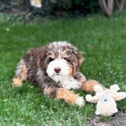 Rigatoni- micro/Mini Bernedoodle									Puppy/Female	/10 Weeks,Rigatoni is a Chocolate Tri Merle Micro Bernedoodle with 1 green and 1 blue eye! She is expected to weigh around 15-25lbs full grown!