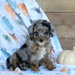 Stella/Miniature Poodle									Puppy/Female	/September 4th, 2024