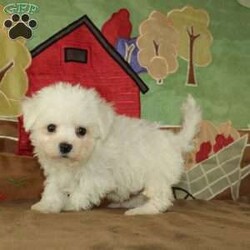 Wonder/Bichon Frise									Puppy/Female	/9 Weeks,Say hello to this ACA registerable Bichon Frise puppy who is started on potty training and crate training.  This little social butterfly will not have any health issues that will adversely affect their health because both parents are DNA Tested to be sure they don’t pass on any health issues. Each pup in this litter is up to date on shots and dewormer and vet checked! We offer the option for microchipping and a 1 Year Genetic Health Guarantee! The mother Taylor is a 10lb Bichon who loves attention and the sire Gordy weighs 10lbs and is very smart. If you are looking for a well socialized little Bichon to snuggle and love contact us today! 