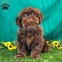 Xavier/Teddy Bear									Puppy/Male	/9 Weeks,Meet Xavier a handsome black first generation Shichon who is started on potty training and crate training. This cutie is started on potty training & crate training!  This little coal colored puppy will not have any health issues that will adversely affect their health. While other Teddy Bear Puppies may suffer from health issues as they age, this pup will have no predispositions to health concerns!  Each pup in this litter is up to date on shots and dewormer and vet checked! We offer the option for microchipping and a 1 Year Genetic Health Guarantee! 