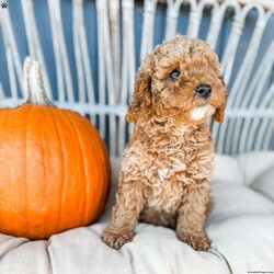 Palmer/Cavapoo									Puppy/Male	/8 Weeks,Palmer is an F1b gorgeous Red Cavapoo with his handsome white goatee. He was born and is being raised inside our home. He is potty tray trained, going outside to work on housetraining, and has been introduced to bathtime and grooming sessions. He is becoming familiar with a crate as they have one without a door in their playspace. He is loved on by our whole family. He loves to cuddle and watch tv, curl up your lap while reading or doing homework and especially loves his treats. Palmer has only ever known the life of living in a home with both people and other furry friends. Because of that, you will notice that he will be much easier to fully house train, quickly and smoothly with your consistency.  He is familiar with the sounds and smells of home life. He is socialized with children of all ages and different races. We take pride in ethical breeding, both Merigold and Emmitt are family pets. We also take pride in how we raise our puppies and are looking for families who will treat them as a family member! Our puppies have never been in barns or kennels, they only know life in our home! We offer a puppy nanny service and have delivered puppies all over the US. Message, call or email me with questions, I’d love to talk to you.