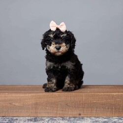 Reba/Miniature Poodle									Puppy/Female	/7 Weeks,Meet Reba, a sweet and lovable Mini Poodle looking for her forever home! Raised with love by a caring family, Reba has been well-socialized and is ready to bring joy to yours. She’s been vet-checked, microchipped, and is up to date on all her vaccines and dewormer, ensuring she’s healthy and happy. With her friendly personality and gentle nature, Reba will make a perfect companion for any family. Whether it’s playtime or cuddle time, Reba is always eager to be by your side. Don’t miss out on bringing this precious girl into your life!