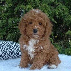 Victor/Miniature Poodle									Puppy/Male	/10 Weeks