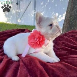 Gemma/French Bulldog									Puppy/Female	/7 Weeks,Gemma is the most gorgeous platinum full fluffy girl with the most loving personality. Gemma comes from parents that have been genetic health tested and cleared. She comes UTD on vaccines & worming, she will be seen by the vet and have a health certificate so you can rest assure your baby is healthy and ready for her new home. She also comes with a health guarantee and a puppy pack to help get her started on her new life journey. 