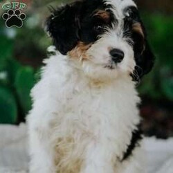 Quincy/Mini Bernedoodle									Puppy/Female	/11 Weeks,Meet our adorable mini Bernedoodle Quincy.she is so lovable and cute and is raised on our family farm around small children.She is vet checked,and is up to date on her vaccinations and deworming and also comes with a 30 day health guarantee.Her mom is a 40 lb mini bernedoodle and her father is a 25 lb mini benedoodle.If you are interested in adopting this lovable little puppy feel free to call or email anytime.We are closed on Sundays)