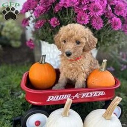 Gloria/Miniature Poodle									Puppy/Female	/9 Weeks,Gloria has a gentle and calm personality! Would be great for someone that is looking for a quiet puppy , she is vet checked, has first shots, and starting at 6 weeks old until she finds her new home she gets dewormed once a week, she will be ready for her forever home on October 18. First come, first serve,unless we have a down payment on the puppy , payment options are cash or Venmo 