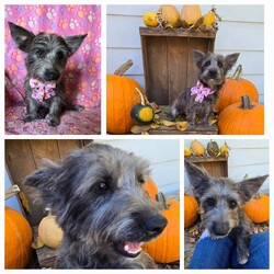 Adopt a dog:Toto/West Highland White Terrier / Westie/Female/Baby,Please contact Sheryl with OAKDALE TINY PAWS RESCUE, text+1 (209) 606-3640 or email at tinypawsoakdale@gmail.com, Toto is being fostered in Oakdale

Hello, my name is Toto, my sister and I are part of the Wizard of Oz litter.  I’m very playful and love my toys. I’m very social and outgoing, I get along great with my foster mom’s dogs, and I’m good with kids.  I’ve not been around cats, but should do okay if you gently introduce them to me. My dad is an AKC Westie and my mom is a Maltese mix. I’m about six months old and weigh 9 pounds. Toto is spayed, microchipped, and is up to date on her vaccines including rabies. If you are interested in meeting this sweet pup, please text or email Sheryl at the above contact information

PRE-SCREENING, APPLICATION, VET REFERENCES & FENCED YARD REQUIRED. SERIOUS INQUIRIES ONLY! YOU WILL GET THE BEST OUT OF YOUR NEW FURRY FAMILY MEMBER BY GIVING THEM LOVE AND TRAINING



