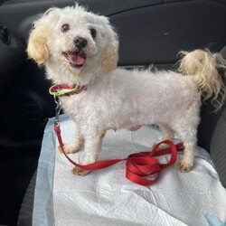 Aggie/Bichon Frise/Female/Senior