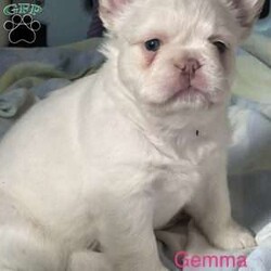 Gemma/French Bulldog									Puppy/Female	/7 Weeks,Gemma is the most gorgeous platinum full fluffy girl with the most loving personality. Gemma comes from parents that have been genetic health tested and cleared. She comes UTD on vaccines & worming, she will be seen by the vet and have a health certificate so you can rest assure your baby is healthy and ready for her new home. She also comes with a health guarantee and a puppy pack to help get her started on her new life journey. 