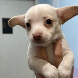 Adopt a dog:Gumbo/Terrier/Male/Baby,Gumbo is beyond ADORABLE! This squishy, snuggly little guy is full of love and guaranteed to melt your heart with every wag of his tail. With his sweet face and irresistible charm, Gumbo will likely stay under 15 pounds when fully grown-just the right size for all those cozy puppy cuddles. He's at the perfect age to start learning all the fun puppy stuff, like mastering fetch, playing with squeaky toys, and learning commands that will make him the best little buddy you could ask for.

Gumbo is all about bringing joy and sweetness into every moment. His playful nature means he's always ready for a romp in the yard or a puppy playdate, and when it's time to wind down, he'll be right there snuggled up beside you. With his age-appropriate vaccines already in place, Gumbo is ready to jump paws-first into your life and fill it with endless cuteness and puppy love!