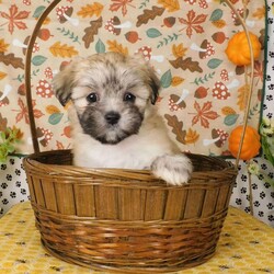 Virginia/Lhasa-Poo									Puppy/Female	/14 Weeks,Meet Virginia! This adorable Lhasa-Poo is vet checked & up to date on shots & wormer, plus comes with a 30 day health guarantee provided by the breeder! Virginia is well socialized & currently being family raised with children! If you would like more information on this sweetheart, please contact Glenn & Miriam Fox today!