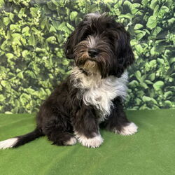 Jordan/Shih Tzu/Male/Baby