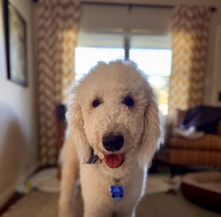 Adopt a dog:Finn/Klee Kai/Male/Young,Meet Finn! This 1-year old, Komondor weighs 67 lbs. Finn is looking for his forever home that can give him lots of love, pats, and the amazing life that he deserves. 


	General Behavior: Finn is a very happy, sweet and funny boy. It may take him a minute to warm up to new people, but once he does, he is very affectionate and loves pets and attention. His love languages are touch and words of affirmation. He would do wonderfully with a breed-savvy family who can commit to looking after his gorgeous coat and who can keep this intelligent guy occupied.
	Likes & Dislikes: Finn loves to have his coat brushed and he loves a good belly rub. He leans into you to give and receive hugs and kisses. He enjoys playing with plush toys. He loves taking walks and does well in the car. He enjoys chasing lizards, although his foster mom doesn't think he's caught one yet.
	Training: Finn is a smart cookie! He knows how to sit and is working on his recall. He waits patiently by the door to go on a walk or car ride and is good on a leash. He is doing extremely well with house training. He may bark if he sees the mailman outside but will stop if you ask his to. Finn is not reactive to loud noises, such as a vacuum, blender, mower, thunder or even a hurricane.
	Medical: Finn is very healthy. He is up to date on vaccines, heartworm negative, microchipped and spayed. He only requires monthly heartworm and flea prevention.
	Other Animals: Finn is good with other dogs. He absolutely adores playing with his foster sister. He would enjoy sharing a home with another friendly dog. His foster mom has not tested his with cats but believes he would be good with them, too.
	Children: Finn is gentle with children but may need a minute to warm up to them. 
	Home: Finn would do well in a single-family home with a fence to roam and chase lizards and hopefully play with a new brother or sister. 
	Grooming: As a Komondor breed, Finn does not shed but will require daily brushing if he is kept short, which he enjoys very much. He will require professional grooming every 6-8 weeks. The cost of grooming for a pooch his size runs approximately $100.
	Overall: This beautiful, sweet boy is always so happy and will make you happy just to look at him. He'll make a best friend for one lucky family!


Finn is looking for a person who will love his as much as he will love them. Is that you? Then visit our website www.PoodleandPoochRescue.org where you will find the application to adopt. You'll be put in contact with the foster family for more information if it's a potential match. He is up to date on vaccines, heartworm negative, microchipped, and neutered, and he has just had his teeth cleaned. His adoption donation is $650.