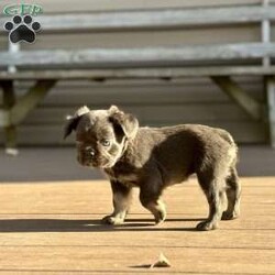 Sparkle/French Bulldog									Puppy/Female	/8 Weeks,Come and meet this beautiful baby. She’s so sweet and full of love. She’s a blue and fluffy. 