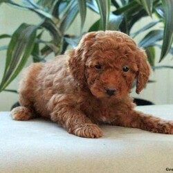 Darla/Miniature Poodle									Puppy/Female	/September 1st, 2024