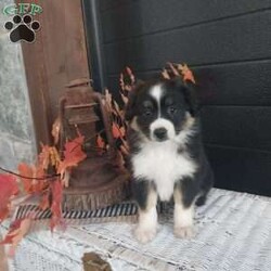 Buddy/Miniature Australian Shepherd									Puppy/Male	/August 25th, 2024,Meet buddy, he is a sweet lovely puppy that absolutely loves to play with children loves being around people, he comes up to date on shots and dewormer, also a 30 day health guarantee