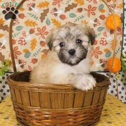 Virginia/Lhasa-Poo									Puppy/Female	/14 Weeks,Meet Virginia! This adorable Lhasa-Poo is vet checked & up to date on shots & wormer, plus comes with a 30 day health guarantee provided by the breeder! Virginia is well socialized & currently being family raised with children! If you would like more information on this sweetheart, please contact Glenn & Miriam Fox today!