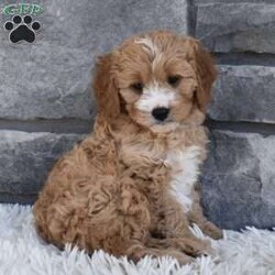 Bentley/Cavapoo									Puppy/Male	/10 Weeks,I offer a one year health guarantee. Up to date on shots and dewormings. I’m looking for a loving indoor home. Shipping options are available anywhere in the US. All Sunday calls are returned on Mondays. Thanks Jon