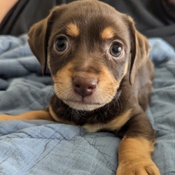 Ranger/Dachshund/Male/Baby