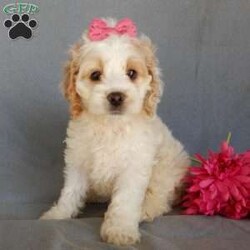 Jada/Cockapoo									Puppy/Female	/10 Weeks,Prepare to fall in love!!! My name is Jada and I’m the sweetest little F1 cockapoo looking for my furever home! One look into my warm, loving eyes and at my silky soft coat and I’ll be sure to have captured your heart already! I’m very happy, playful and very kid friendly and I would love to fill your home with all my puppy love!! I am full of personality, and ready for adventures! I stand out above the rest with my beautiful fluffy apricot and white colored coat!!… I will come to you vet checked, microchipped and up to date on all vaccinations and dewormings . I come with a 1-year guarantee with the option of extending it to a 3-year guarantee and shipping is available! My mother is Ariel, our sweet 18# AKC red and white cocker spaniel with a heart of gold and my father is Nimbo, a 13# genetically tested chocolate merle mini poodle ! Both of the parents are on the premises and available to meet! Why wait when you know I’m the one for you? Call or text Martha to make me the newest addition to your family and get ready to spend a lifetime of tail wagging fun with me! (7% sales tax on in home pickups)