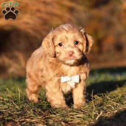 Everett/Cockapoo									Puppy/Male	/9 Weeks,Meet our handsome Cockapoo puppy named Everett! He is a delightful boy that is filled with charm and intelligence, he has already stolen our hearts with his playful personality and affectionate nature. Whether he’s bouncing around in the backyard, playing with his favorite toys or snuggling up for a nap, this little one is just a ray of sunshine:) He would be the perfect addition to any loving home!