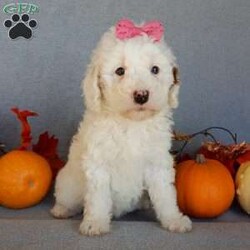 Pixie/Mini Goldendoodle									Puppy/Female														/10 Weeks,Prepare to fall in love !!! My name is Pixie and I’m the sweetest little F1b mini goldendoodle looking for my furever home! One look into my warm, loving eyes and at my silky soft coat and I’ll be sure to have captured your heart already! I’m very happy, playful and very kid friendly and I would love to fill your home with all my puppy love!! I am full of personality, and I give amazing puppy kisses! I stand out way above the rest with my beautiful white coat with red markings ! I will come to you vet checked, microchipped and up to date on all vaccinations and dewormings . I come with a 1-year guarantee with the option of extending it to a 3-year guarantee and our puppies also come with 30 days of pet insurance! My mother is Sophie, our 40#mini goldendoodle with a heart of gold and my father is Zeke, our 10# happy and playful apricot and white poodle and he has been genetically tested!  I will grow to approx 22-26# and I will be hypoallergenic and nonshedding! Why wait when you know I’m the one for you? Call or text Martha to make me the newest addition to your family and get ready to spend a lifetime of tail wagging fun with me! (7% sales tax on in home pickups)