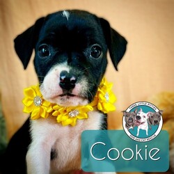 Adopt a dog:Cookie Betty/Pit Bull Terrier/Female/Baby,Meet Cookie! She is currently 4 weeks old, and we think she may be a Pit Bull Terrier mix, but with rescue its always a guess! This puppy is from a part of the US where puppies are regularly euthanized. So, this puppy needs you! If you choose a puppy from this rescue, it saves their life AND it also allows us to save the life of another in its place.

Cookie is playful, sweet, curious, and cuddly. She loves to play with her siblings and take lots of naps. Eat, sleep, play, repeat - such is puppy life! 

Cookie is still young so she will need a family that can commit to training, socialization and all the dedication puppyhood requires. Her new family will need to continue with potty and crate training and daily exercise. We require a commitment from adoptive families to crate train their new puppy. When old enough, they will be perfect to go on walks and hikes or show off around your neighborhood. 

You will be guaranteed to get lots of kisses in return from your new best friend!

Application link: https://adopt.animalsfirst.com/animal/62cc8e128b02916730334440/671af81119e65101d10ddb2b

Please email tim@threelittlepittiesrescue.org with any questions.

Available for adoption in NV, MT, CO,UT, ID, OR, WA, Canada, and now the East Coast! Our PNW dogs are brought to you in style by a beautiful USDA licensed semi-truck, equipped with air conditioning for comfort, two drivers, and 2 onboard attendants providing 24 hour care. Our East Coast route will travel in a private, air conditioned 3LP-run van transport. 

Pick up day is unforgettable! You will get to follow along on their journey through a private FB Event page, where you will see photos, have the opportunity to connect with other adopters, and receive updates and constant communication along the way. One of our Adoption Coordinators can help to find the closest transport pick up location to you!

The adoption fee is $900.00 and includes all vetting as recommended by our doctor: DAPP (2 to 4 depending on age and time in the program), Bordetella, Rabies vaccine (if old enough), multiple broad spectrum deworming treatments, spay/neuter, flea prevention, 2 months of heartworm preventative, extended medical such as dentals, eye surgeries, and orthopedic surgeries prior to adoption when suggested by our partner vets, a microchip with free lifetime registration, a high quality nylon Martingale collar for dogs over 4 months old, a health certificate deeming the pup healthy for travel, cost of transport*, and many priceless years of love and loyal companionship!

*WE ARE TOLD THAT WE GO ABOVE AND BEYOND MEDICALLY. This is the feedback we tend to get, although we cannot guarantee perfect health. 
*To fully vet a dog in the PNW or the NE at many vets it would be upwards of $1,800 just to fix, vaccinate, chip, etc. The adoption fees charged by our rescue do not cover our expenses medically for each animal, but we offset costs with donations. Your adoption fee is considered a donation towards actual costs.

Why adopt from Three Little Pitties?

The stray and animal overpopulation in the Greater Houston area is the highest in the nation. Statistics show that there are over 1 million homeless animals in this region alone. Three Little Pitties Rescue is a nonprofit dog and cat rescue that partners with the community to make a difference. Our mission is to reduce the homeless pet population through community outreach, free spay and neuter services, and saving all breeds of dogs and cats from the streets or animal shelters that oftentimes have no other option but to euthanize animals for space. This dog youve found online is lucky to be in our program, and even luckier to have you notice it!

Three Little Pitties wants to set you and your new pet up for success! We know our dogs and we work hard to prepare them socially for adoption. We are a network of dedicated people who are heavily invested in seeing our animals thrive. From the moment they are accepted into our program, our Intake, Behavior & Medical teams prepare them for adoption by properly vetting, behaviorally assessing, and providing customized plans depending on the dogs needs. We seek to adopt to families who understand that these are rescue dogs and will require continued training efforts, but will be well on their way to being the best dogs that they can be!

It doesnt stop there! Our adopters also receive these special perks:

 30 day trial of pet insurance with Trupanion (must register within 24 hours of first vet appt.)
 A free private online dog training session with GoodPup plus low pricing for future sessions (approx $25 weekly for an 8 week course of one session per week)
 One free bonus toy in every BarkBox when signing up for their Super Chewer subscription plan
 70% off of your first order of Fetch, a PNW based, organic fresh dog food loaf meal subscription plan
 Coupons for a fun visit to Petco 
 Access to our exclusive FB Adopters page, where you can network for play dates, resources, and connect with other adopters that share their passion for their adopted pup!

We celebrated our 6 year anniversary this year! Through the combined efforts of all of our hardworking staff and volunteers, we have placed over 12,000 very lucky dogs and cats into amazing homes! By adopting from us, you save TWO lives! The pet you adopt, and you create an opportunity for another animal to be saved in that spot. Together, we can be heroes.

Follow our rescue journey through the links below!

https://www.threelittlepittiesrescue.org/ https://www.facebook.com/threelittlepittiesrescue https://www.instagram.com/threelittlepittiesrescue

*Due to the rising cost of fuel and transportation expenses, there will be an additional $74 surcharge for transport.

DISCLAIMER- Breed type is determined based on general appearance and behavioral characteristics, and cannot be guaranteed unless DNA test results or AKC registration were provided at intake.