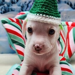 Adopt a dog:me/Chihuahua/Female/Baby,ADOPT ME ONLINE: https://ophrescue.org/dogs/13927

I'm searching for.....
- Someone who won't leave me home alone for more than 4 hours, at least not until I am older. The older I am, the more I can stay home alone. I just don't want you to get mad at me if I have accidents or chew things I'm not supposed to when you leave me for too long. I'm a puppy, so I get bored quickly and when I'm bored I could get in trouble.

- I am looking for my forever home, not my for right now home. So as I get bigger I need someone to teach me how to be the best dog I can be. I am young and still learning. You may want to teach me some new tricks like sit, stay, etc. Professional training will help me bond with you. That sounds like fun!

- I saved the most important for last. I am hoping my new mom or dad will snuggle with me, play with me and love me forever and ever!


Please note that because this puppy is so young, it has only received 2 of the required 3 puppy distemper vaccines. This is very IMPORTANT because it means that the immune system will not be fully functioning until about 16 weeks of age. Until then, the puppy MUST stay out of public places where it could be exposed to the germs of other dogs. These no puppy zones include all pet stores, dog parks, and for apartment dwellers, areas used by other dogs. These requirements are strictly for the puppys medical safety and longevity.

This puppy is microchipped and up to date on age appropriate vaccines and monthly preventatives. 

This pet is expected to arrive at an Operation Paws for Homes Foster Home soon. If you are interested in adoption, please submit your application so that you may be pre-approved prior to arrival. All pets must be granted a Health Certificate in order to cross state lines and come to the rescue. Obtaining the health certificate is largely dependent on veterinary resources at the originating animal shelter so some pets may not arrive as planned.To adopt fill out the simple online application at https://ophrescue.org 
Operation Paws for Homes, Inc. (OPH) rescues dogs and cats of all breeds and ages from high-kill shelters in NC, VA, MD, and SC, reducing the numbers being euthanized. With limited resources, the shelters are forced to put down 50-90% of the animals that come in the front door. OPH provides pet adoption services to families located in VA, DC, MD, PA and neighboring states. OPH is a 501(c)(3) organization and is 100% donor funded. OPH does not operate a shelter or have a physical location. We rely on foster families who open their homes to give love and attention to each pet before finding a forever home.All adult dogs, cats, and kittens are altered prior to adoption. Puppies too young to be altered at the time of adoption must be brought to our partner vet in Ashland, VA for spay or neuter paid for by Operation Paws for Homes by 6 months of age. Adopters may choose to have the procedure done at their own vet before 6 months of age and be reimbursed the amount that the rescue would pay our partner vet in Ashland.