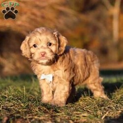 Everett/Cockapoo									Puppy/Male	/9 Weeks,Meet our handsome Cockapoo puppy named Everett! He is a delightful boy that is filled with charm and intelligence, he has already stolen our hearts with his playful personality and affectionate nature. Whether he’s bouncing around in the backyard, playing with his favorite toys or snuggling up for a nap, this little one is just a ray of sunshine:) He would be the perfect addition to any loving home!