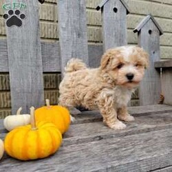 Carter/Havapoo									Puppy/Male	/9 Weeks,Meet Carter! Carter is looking for his forever home. He loves to smother you in kisses and is very playful. 