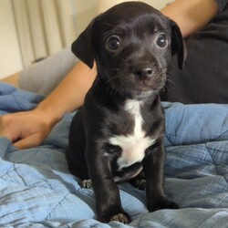 Marli/Dachshund/Female/Baby Adopt a dog:Marli/Dachshund/Female/Baby,Meet Marli, the lively and lovable Dachshund/Chihuahua mix who's ready to find her forever home! Marli is full of energy and loves to keep busy—whether it’s playing with toys, wrestling with her siblings, or running around on her own. As the most energetic pup in her litter, she’s always up for an adventure and is sure to keep you on your toes! If you're looking for a playful, spirited companion who will bring tons of joy and excitement to your home, Marli is the perfect match!