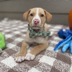Adopt a dog:Banzai/Yellow Labrador Retriever/Male/Baby,Banzai is a sweet boy, he is part of a group of 13 puppies we saved from a high kill shelter. He is a wonderful happy boy that is ready for his very own family!  He enjoys his playtime in his puppy play group, running in the play yard and wrestling with the toys.

Banzai is estimated to be 3 1/2 months old, he currently weighs 8 lbs, he will likely be medium sized as an adult. 

If you're looking for a furry friend who will stick by your side through thick and thin, look no further than little Banzai. Please consider giving this sweet fella his forever home.

PLEASE READ THIS TO ADOPT:

Please copy and paste the following URL for the adoption application:

https://www.shelterluv.com/matchme/adopt/FPSL/Dog

COMPLETED APPLICATIONS TAKE PRECEDENCE OVER INQUIRIES. If you are interested in adopting, the FIRST step is to complete an application.

Please note that our animals are rescued and transported from South Mississippi where major animal overpopulation means less homes. We only transport them if adopted, in most instances, we can be available for a video call once an application has been approved.

We are USDA certified and WE PERSONALLY TRANSPORT OUR OWN adopted animals to meet their new families. We transport every 2-3 weeks.

Our adoption fee includes the spay/neuter, age appropriate vaccinations, Microchip, Mississippi Health Certificate, and the transport service to get the new family pet to you

***Breed input is required for each platform but is not guaranteed to be accurate. We do not DNA test. We rescue animals from different situations.We discuss breed assignments with our vets to label them as accurately as possible.***

We are currently unable to adopt pets to ME and RI residents.