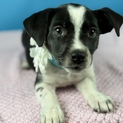 Adopt a dog:Bonnie Blue/Mixed Breed/Female/Baby,Meet Bonnie Blue, the prettiest little pup with a heart full of sweetness! This darling girl is likely to stay under 15 pounds when fully grown, making her the perfect size for endless snuggles and fun adventures. With her adorable tail wag and sparkling personality, Bonnie is ready to fill your life with joy. She's at the perfect age to start learning all the wonderful things you want to teach her, from fun tricks to being the best companion by your side.

Bonnie's gentle nature and affectionate spirit make her a true treasure. She's already had her age-appropriate vaccines and is excited to find her forever home. Whether she's wagging her tail in excitement during playtime or curling up for a cozy nap, Bonnie Blue will melt your heart with every moment. Don't miss out on the chance to welcome this sweet little gem into your life!