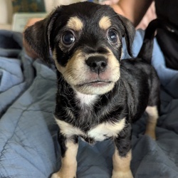 Rocky/Dachshund/Male/Baby