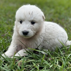 Tomy/Great Pyrenees/Male/Baby